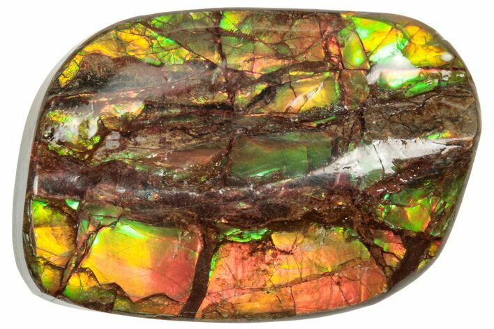Iridescent Ammolite (Fossil Ammonite Shell) - Alberta #320795